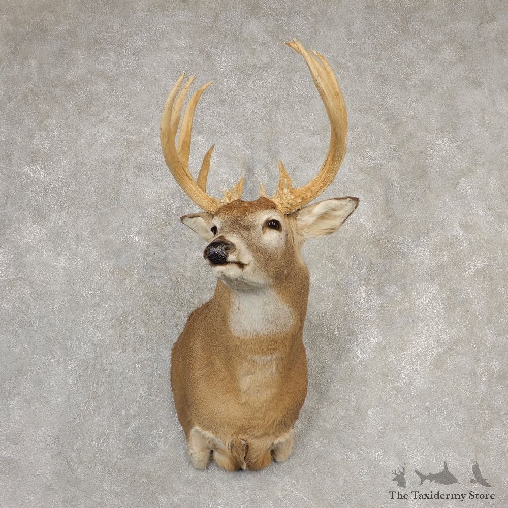 Whitetail Deer Shoulder Mount #20525 For Sale - The Taxidermy Store