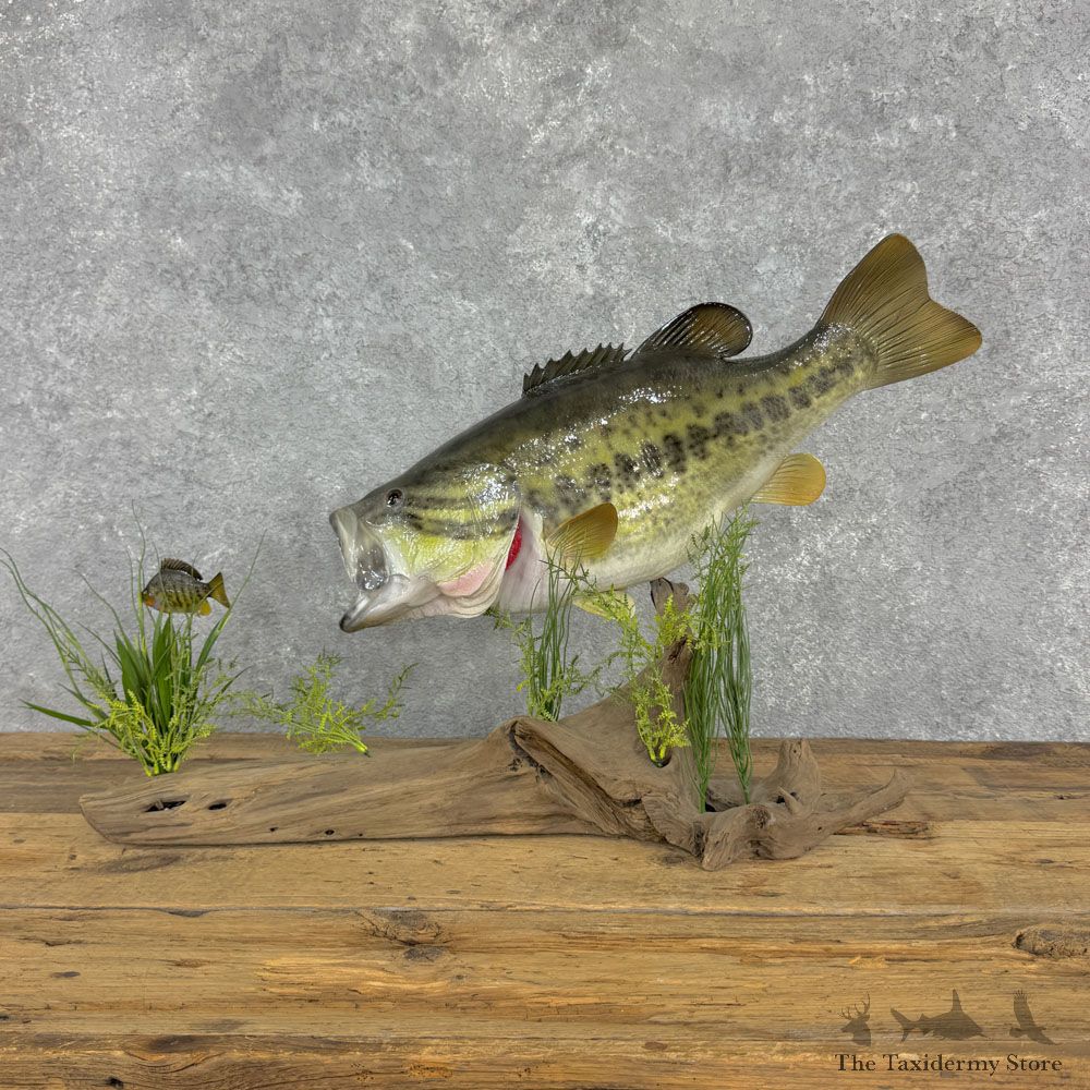 Largemouth Bass Fish Mount For Sale #32437 @ The Taxidermy Store