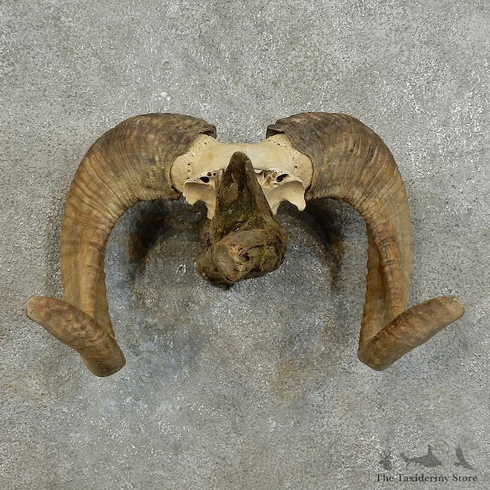 Corsican Ram Horn Mount For Sale #16000 @ The Taxidermy Store
