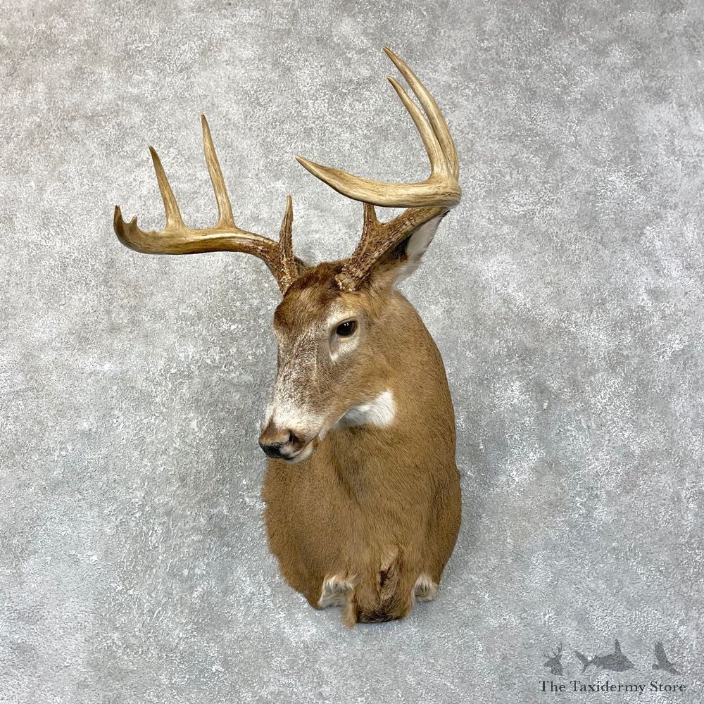 Whitetail Deer Shoulder Mount #24665 For Sale - The Taxidermy Store