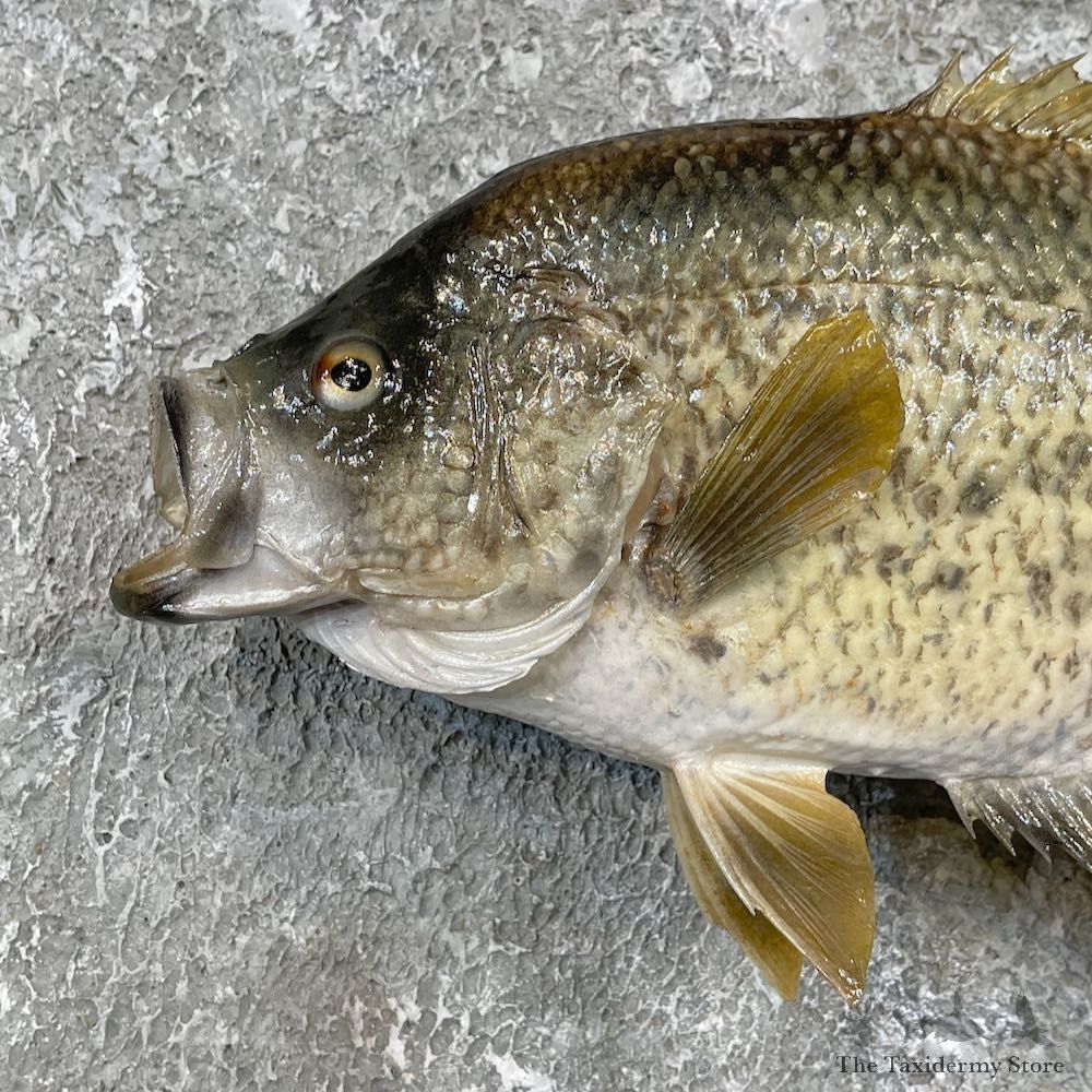 White Crappie Taxidermy Fish Mount #26135 For Sale @ The Taxidermy Store