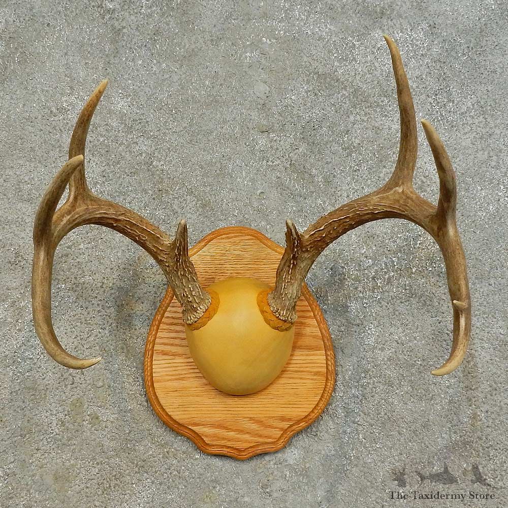 Whitetail Deer Antler Plaque Mount For Sale #16473 @ The Taxidermy Store