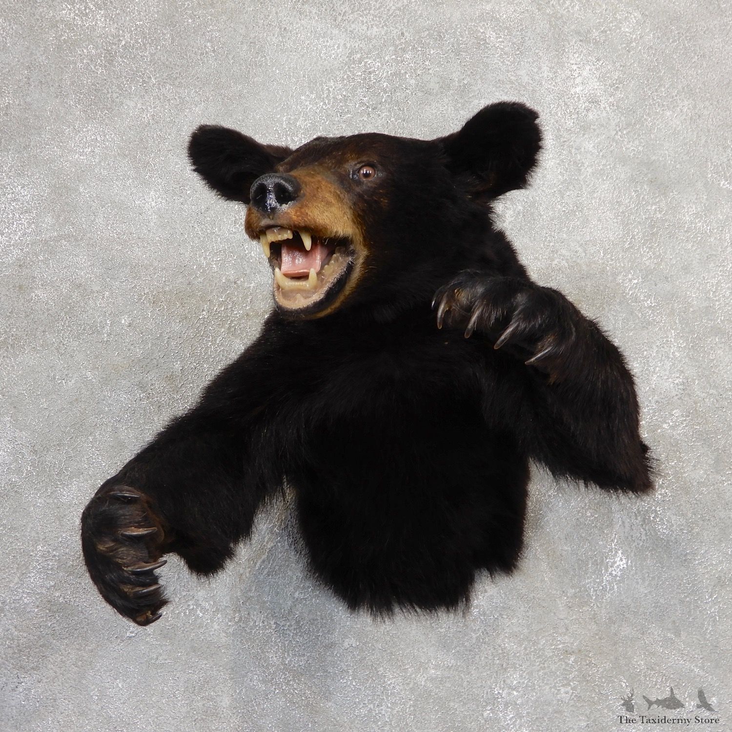 Black Bear 1/2-Life-Size Mount For Sale #19056 @ The Taxidermy Store