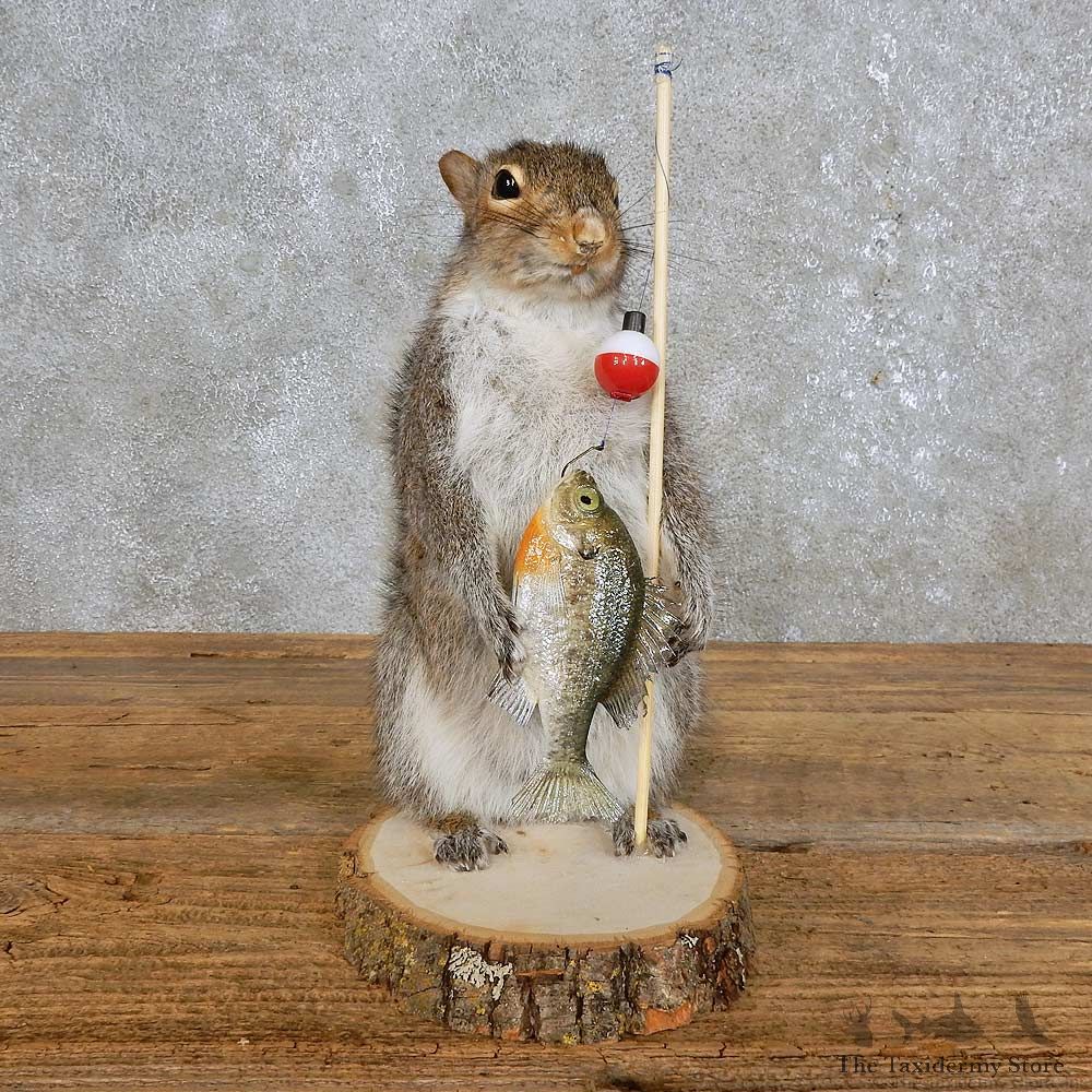 Fishing Squirrel Novelty Mount For Sale #15954 @ The Taxidermy Store