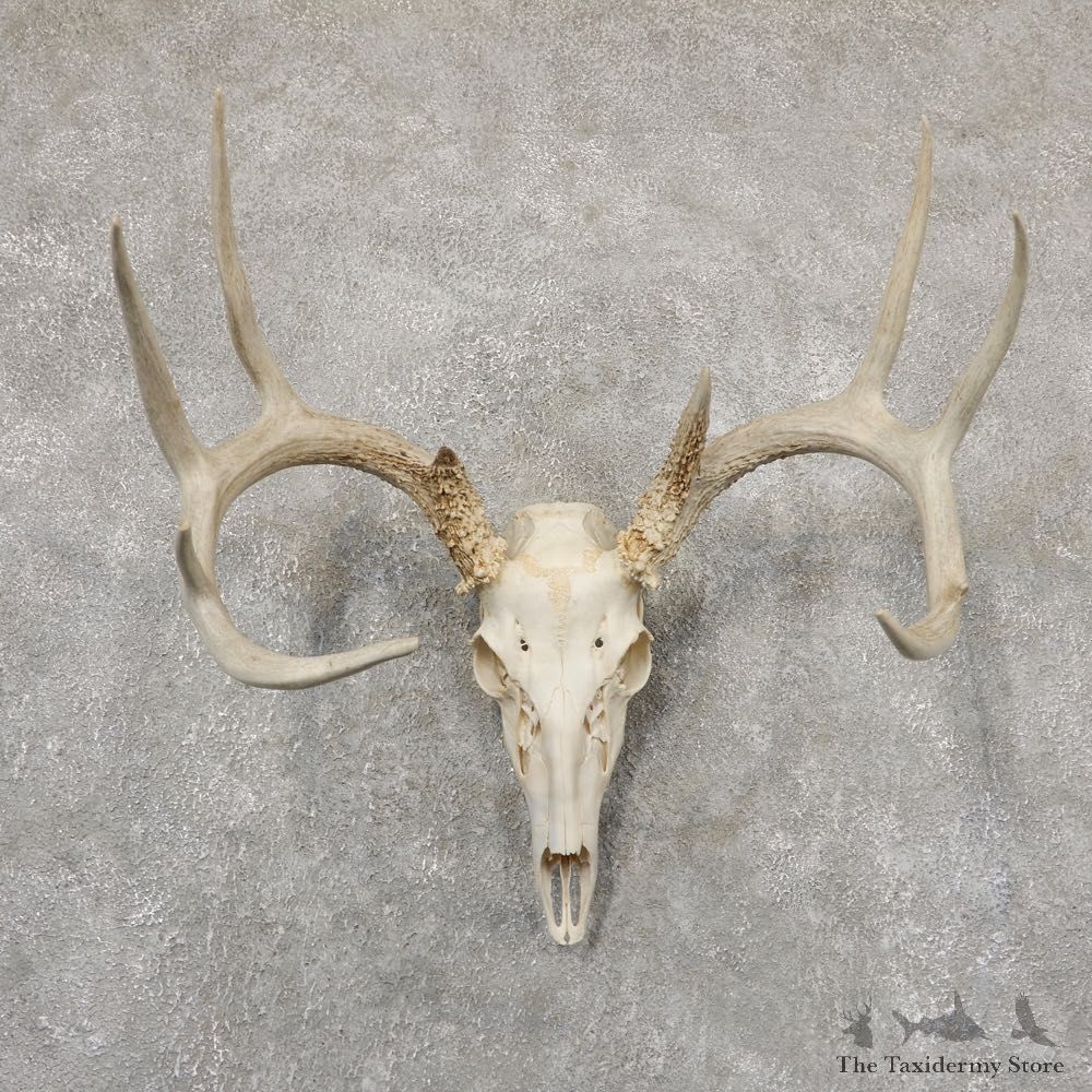 Whitetail Deer Skull European Mount For Sale #18937 @ The Taxidermy Store