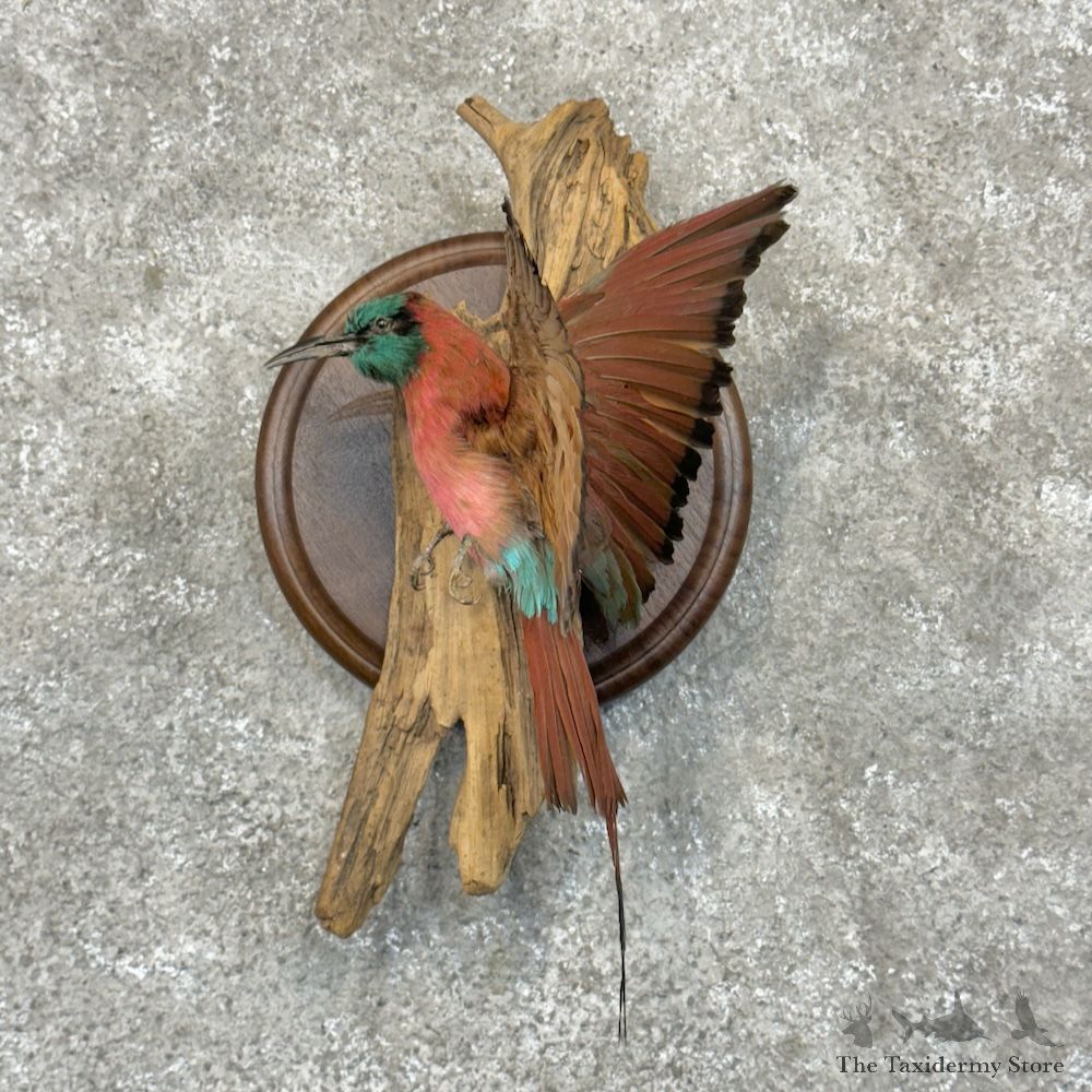 Southern Carmine Bee-Eater Bird Mount For Sale #29698 @ The Taxidermy Store