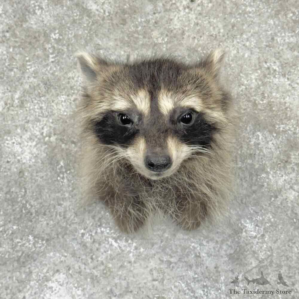 Raccoon Shoulder Mount For Sale #31528 @ The Taxidermy Store