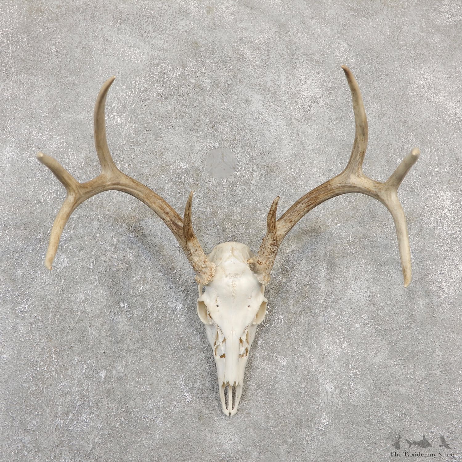 Whitetail Deer Skull European Mount For Sale #20032 @ The Taxidermy Store