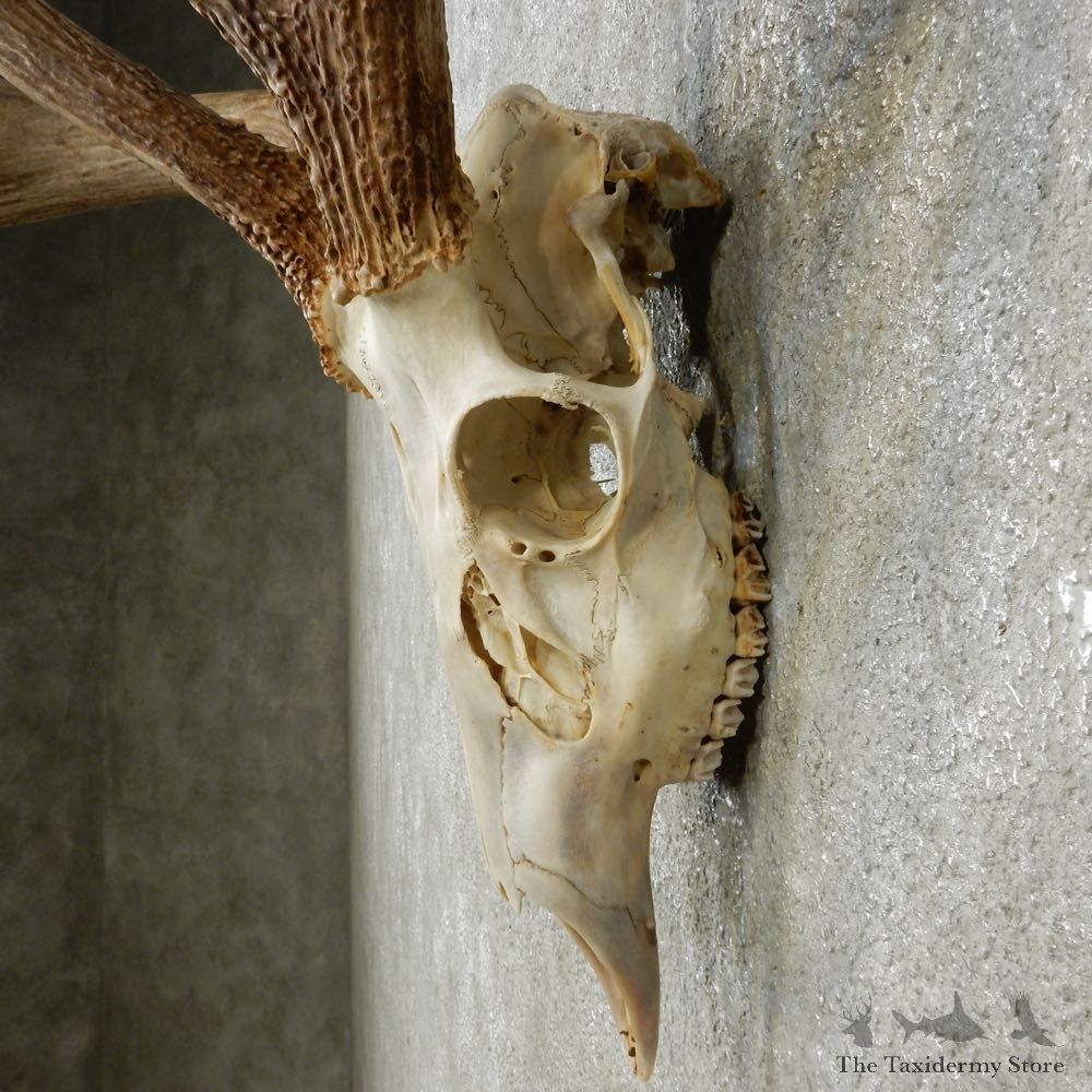 Whitetail Deer Skull European Mount For Sale #14769 @ The Taxidermy Store