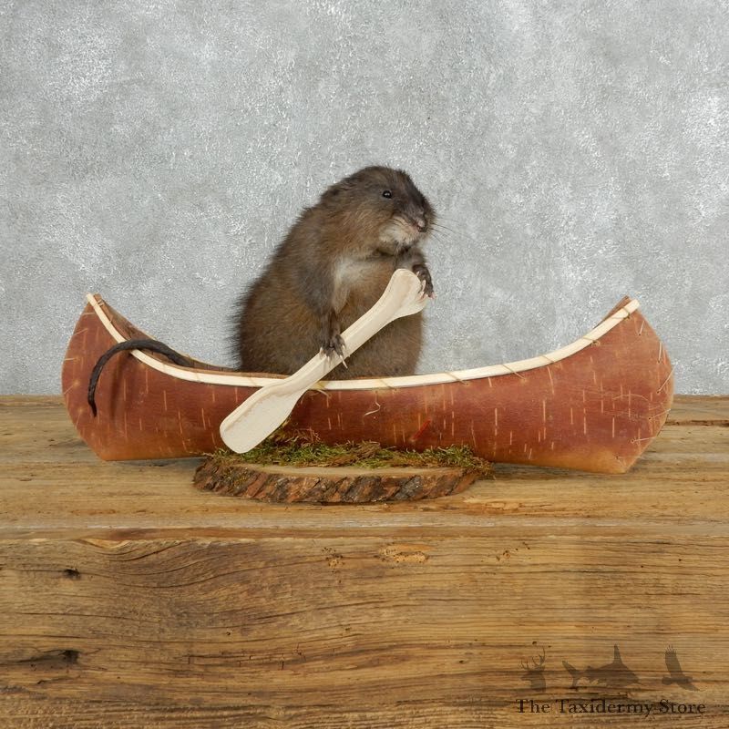 Canoeing Muskrat Novelty Mount For Sale #18157 @ The Taxidermy Store
