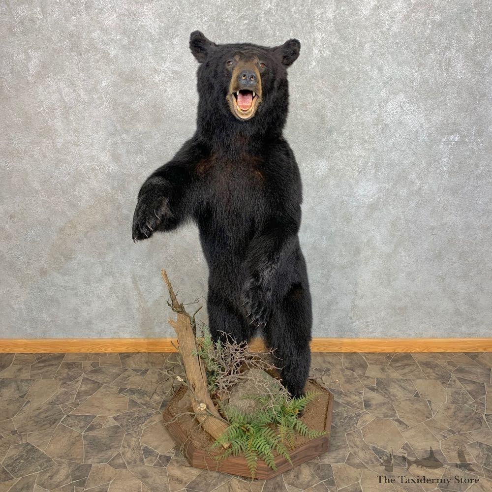 Black Bear Life-Size Mount For Sale #22078 @ The Taxidermy Store
