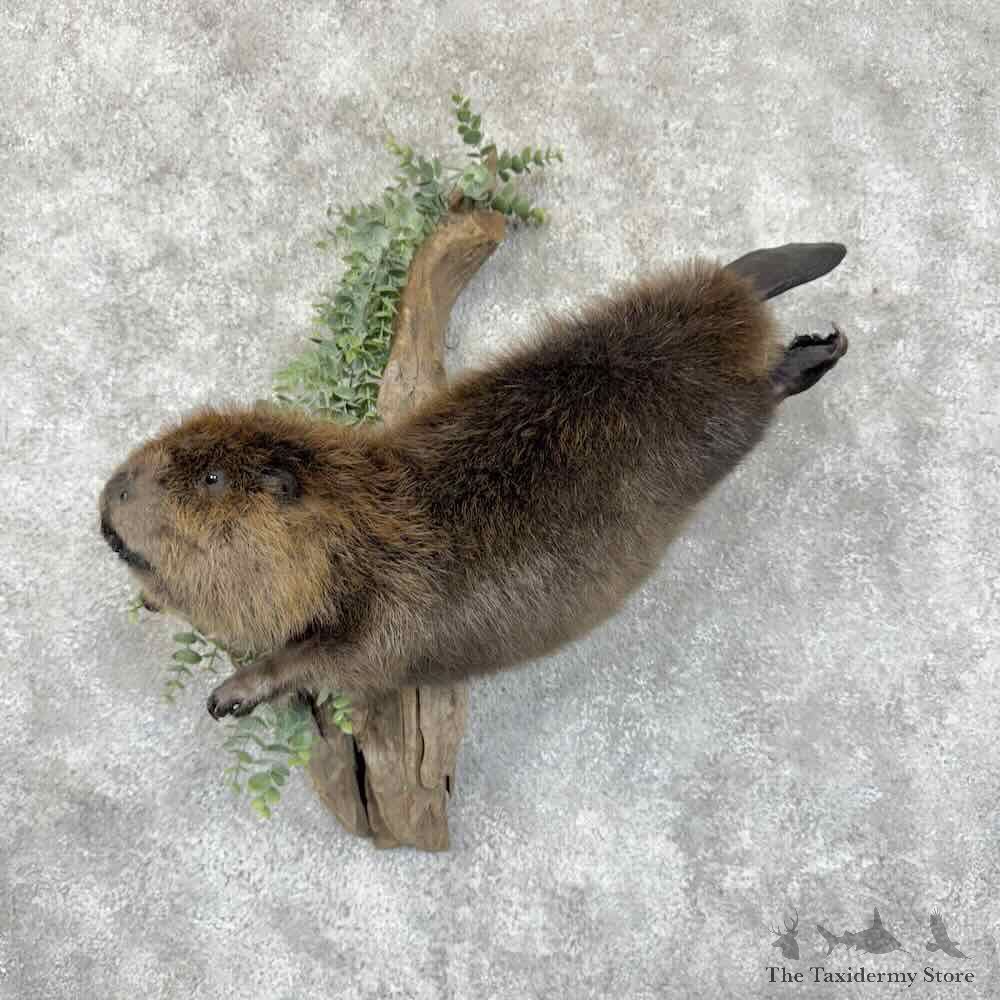 North American Beaver Mount For Sale #30995 @ The Taxidermy Store