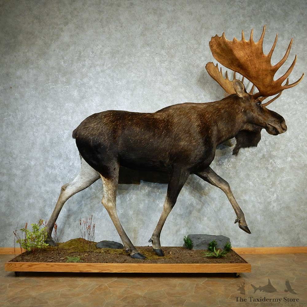 Canadian Moose Life-Size Taxidermy Mount #13274 For Sale @ The Taxidermy Store