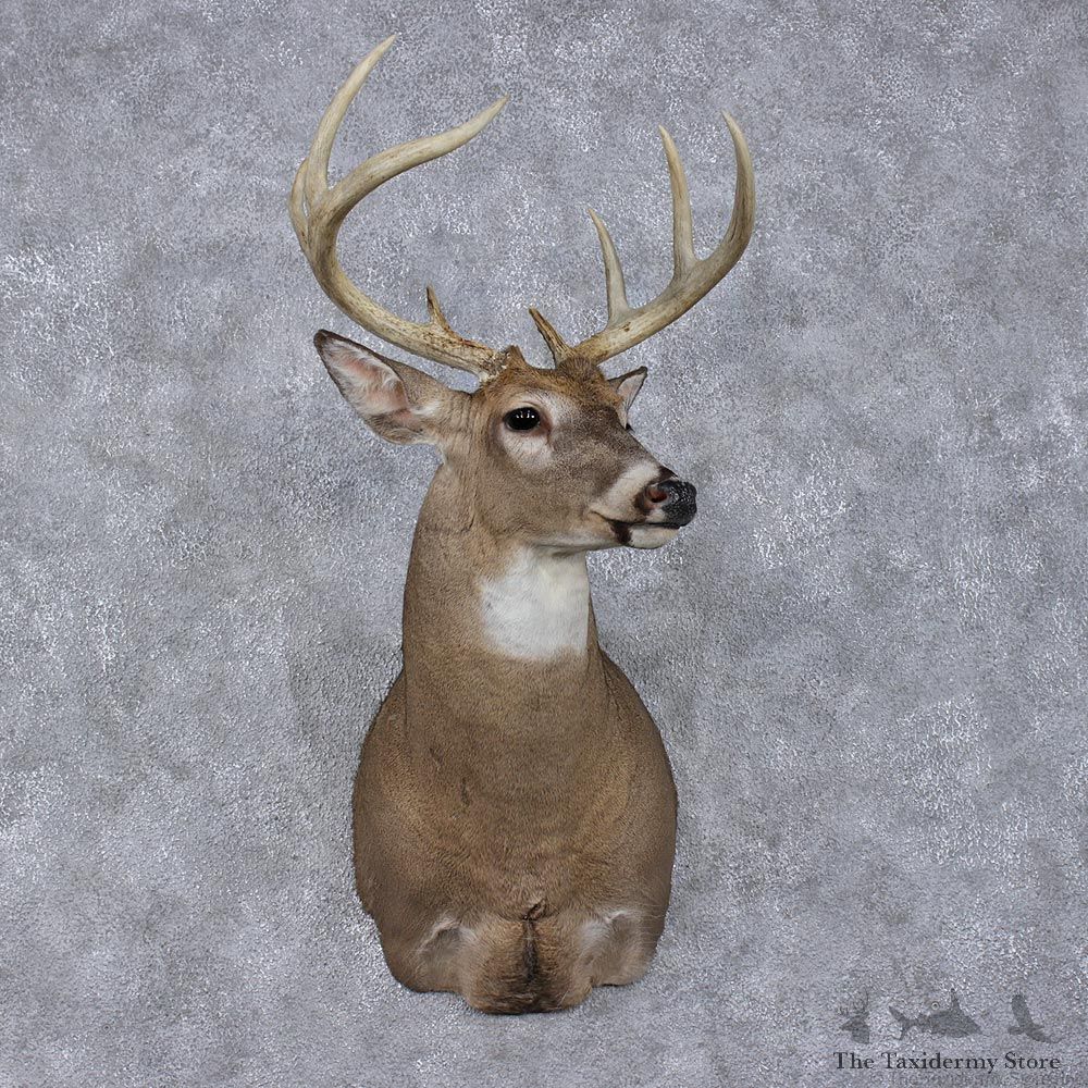 Whitetail Deer Shoulder Taxidermy Head Mount #12489 For Sale @ The Taxidermy Store