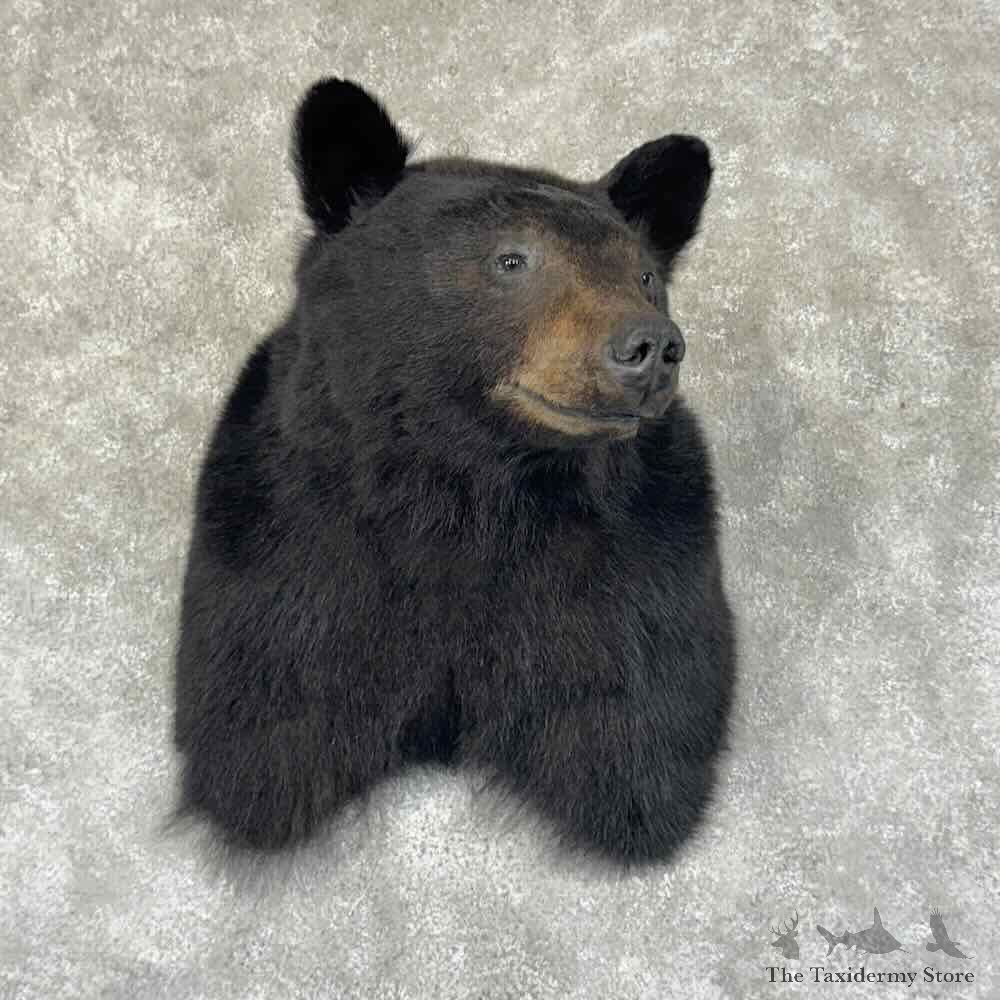 Black Bear Shoulder Mount For Sale #30940 @ The Taxidermy Store