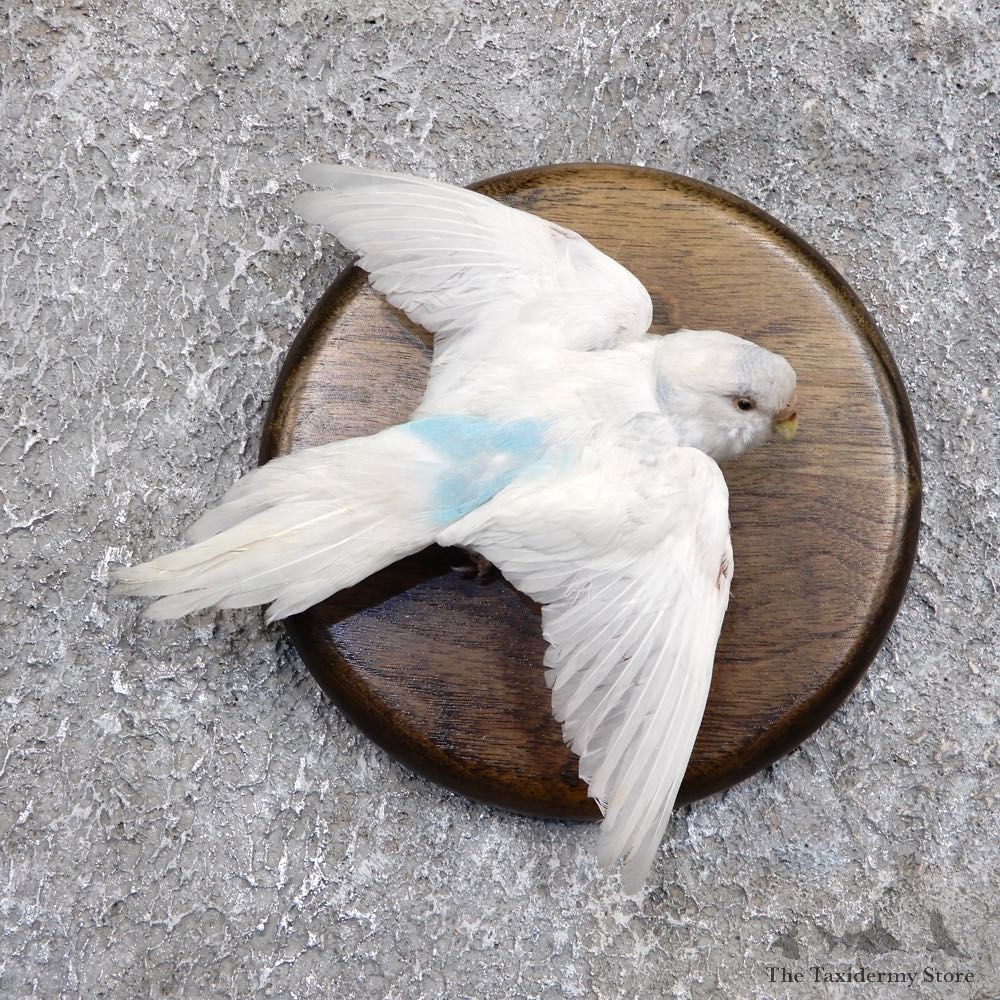 Parakeet Bird Mount For Sale #18578 @ The Taxidermy Store