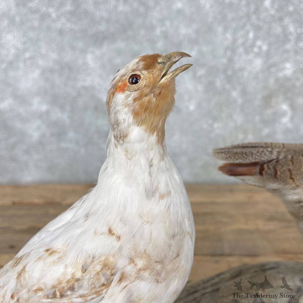 Hungarian Taxidermy Mount For Sale #26008 @ The Taxidermy Store