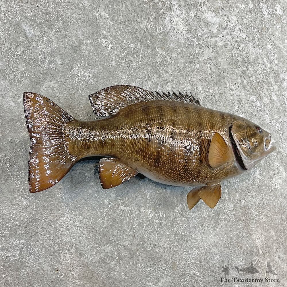 Smallmouth Bass Fish Mount For Sale #27541 @ The Taxidermy Store