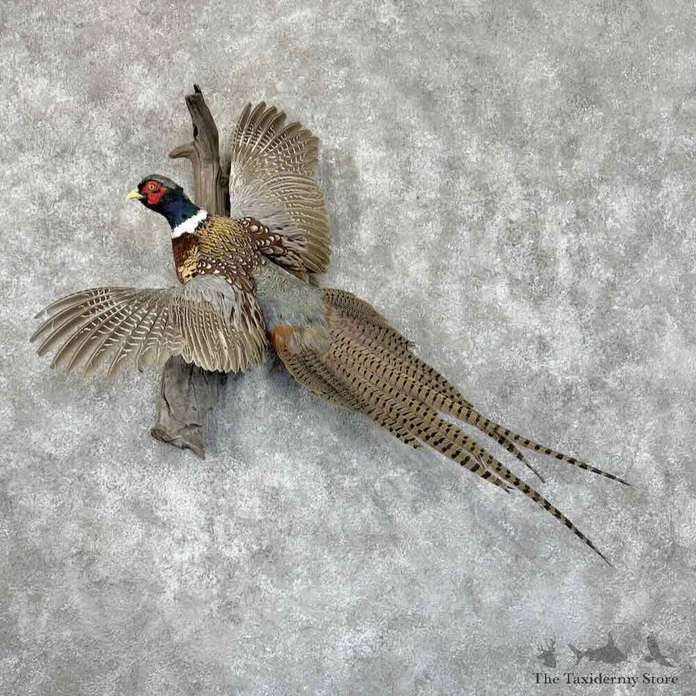 Ringneck Pheasant Bird Mount For Sale #30966 @ The Taxidermy Store