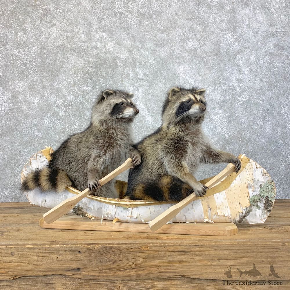 Canoeing Pals Novelty Mount For Sale #23918 @ The Taxidermy Store