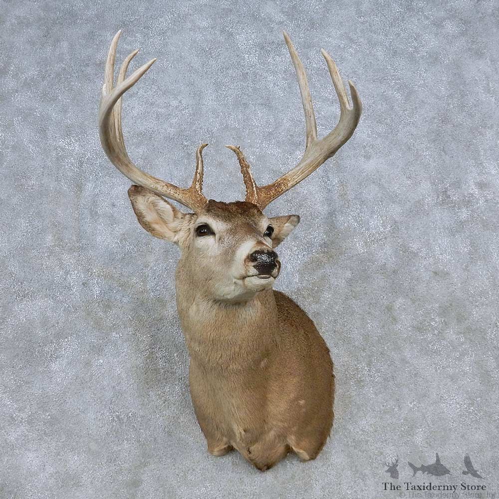 Whitetail Deer Shoulder Mount For Sale #14793 @ The Taxidermy Store
