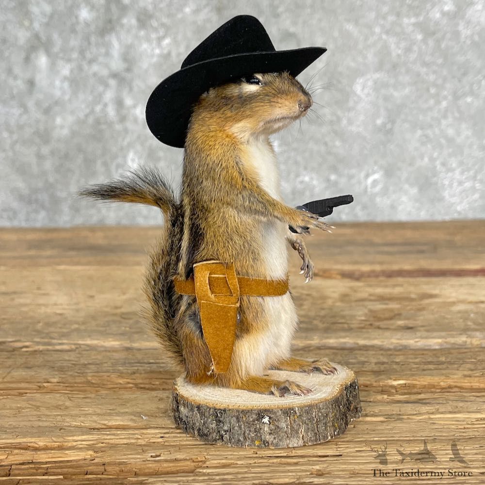 Cowboy Chipmunk Novelty Mount For Sale #25536 @ The Taxidermy Store