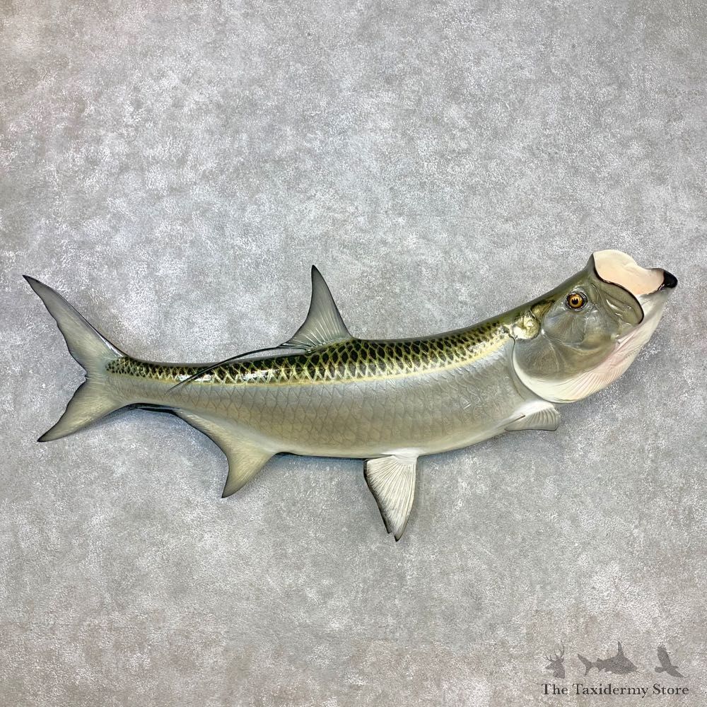 Atlantic Tarpon Fish Mount #23275 For Sale @ The Taxidermy Store