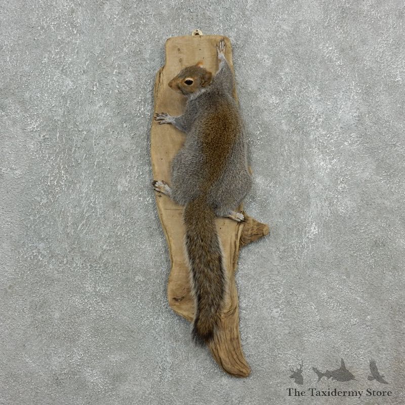 Grey Squirrel Life-Size Mount For Sale #18112 @ The Taxidermy Store