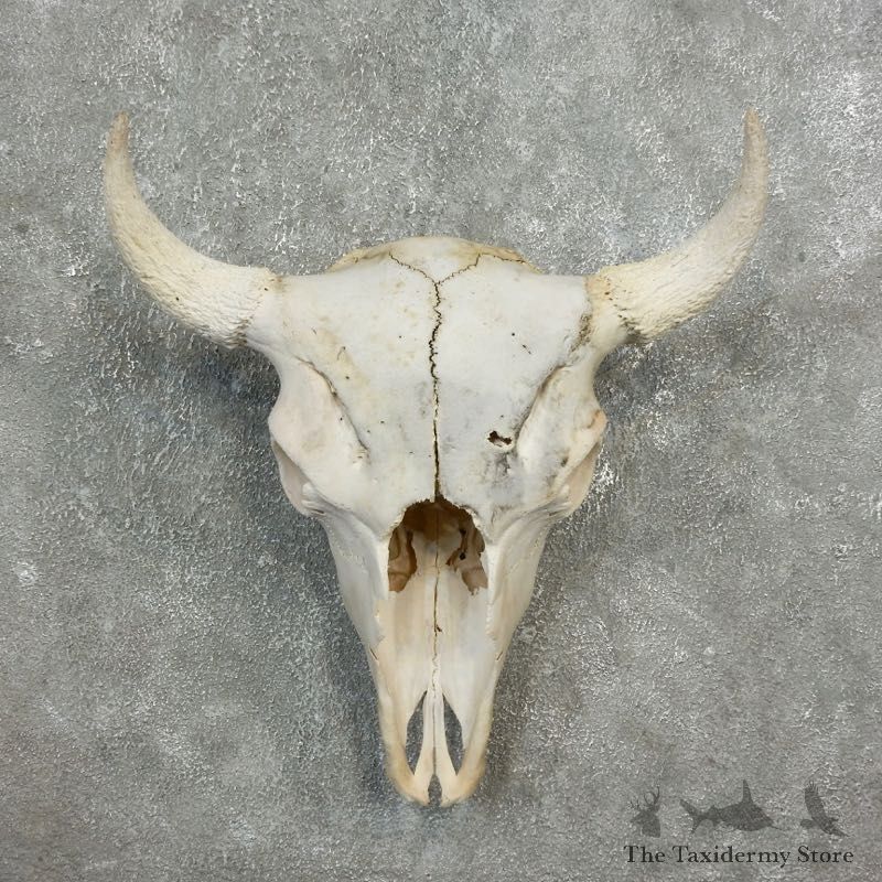 Buffalo Bison Skull Mount For Sale #17680 @ The Taxidermy Store