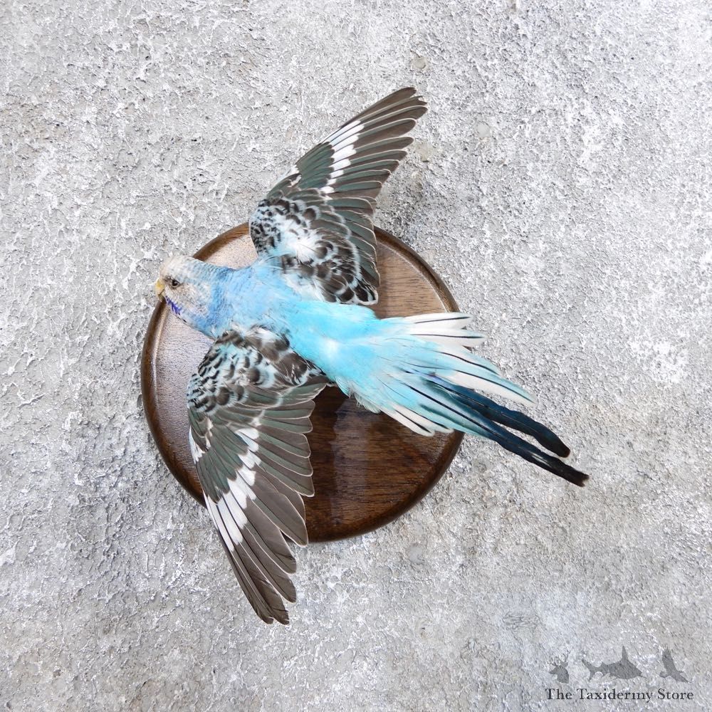 Parakeet Bird Mount For Sale #18584 @ The Taxidermy Store