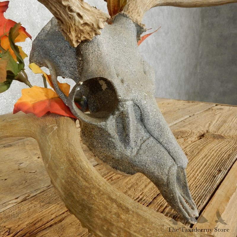 Whitetail Deer Skull European Mount For Sale #17392 @ The Taxidermy Store