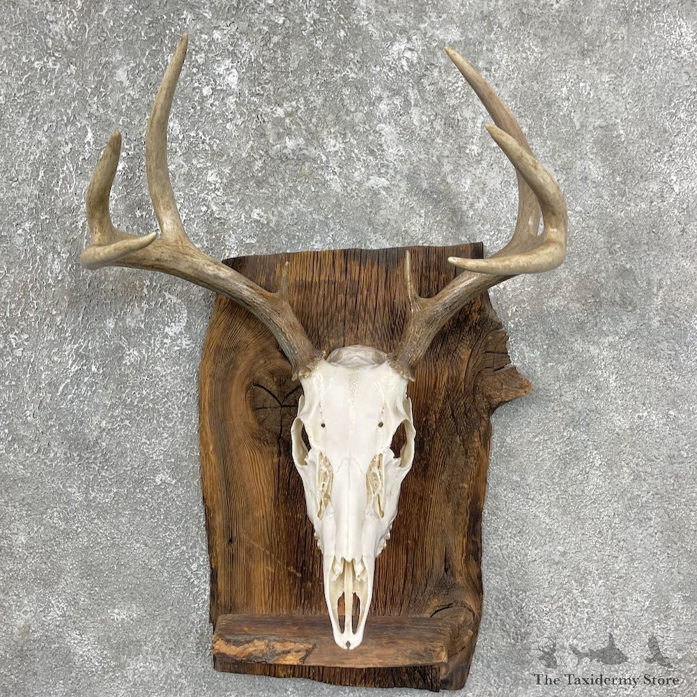 Whitetail Deer Skull European Mount For Sale #25600 @ The Taxidermy Store