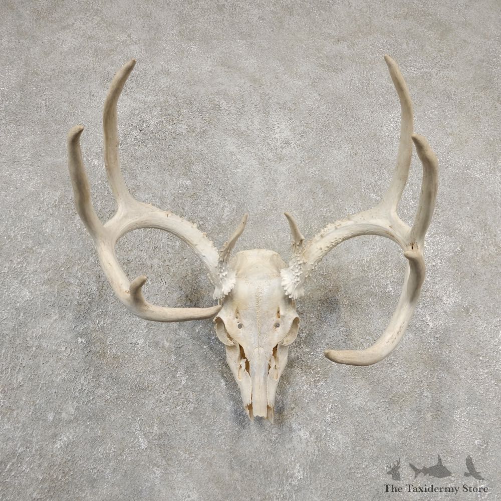 Whitetail Deer Skull European Mount For Sale #20545 @ The Taxidermy Store