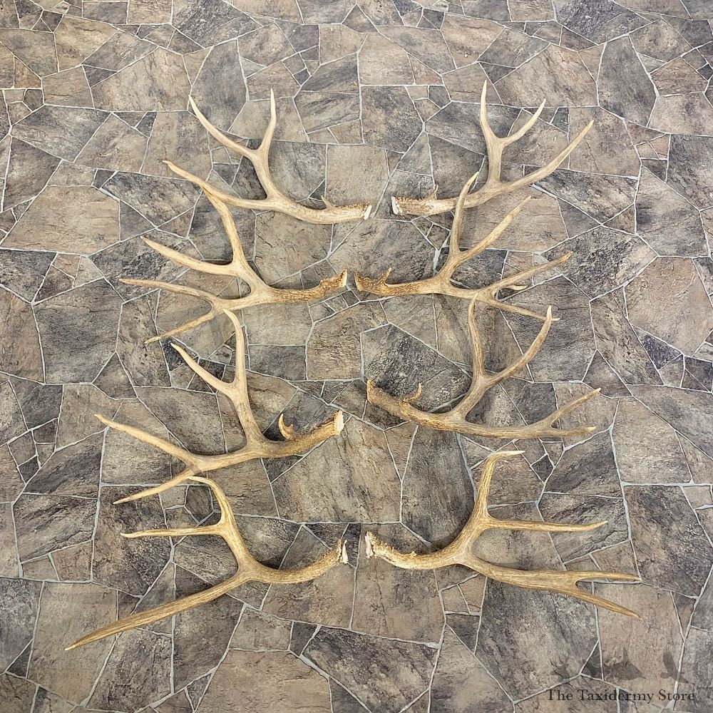 Mule Deer Antler Craft Pack For Sale #23044 @ The Taxidermy Store
