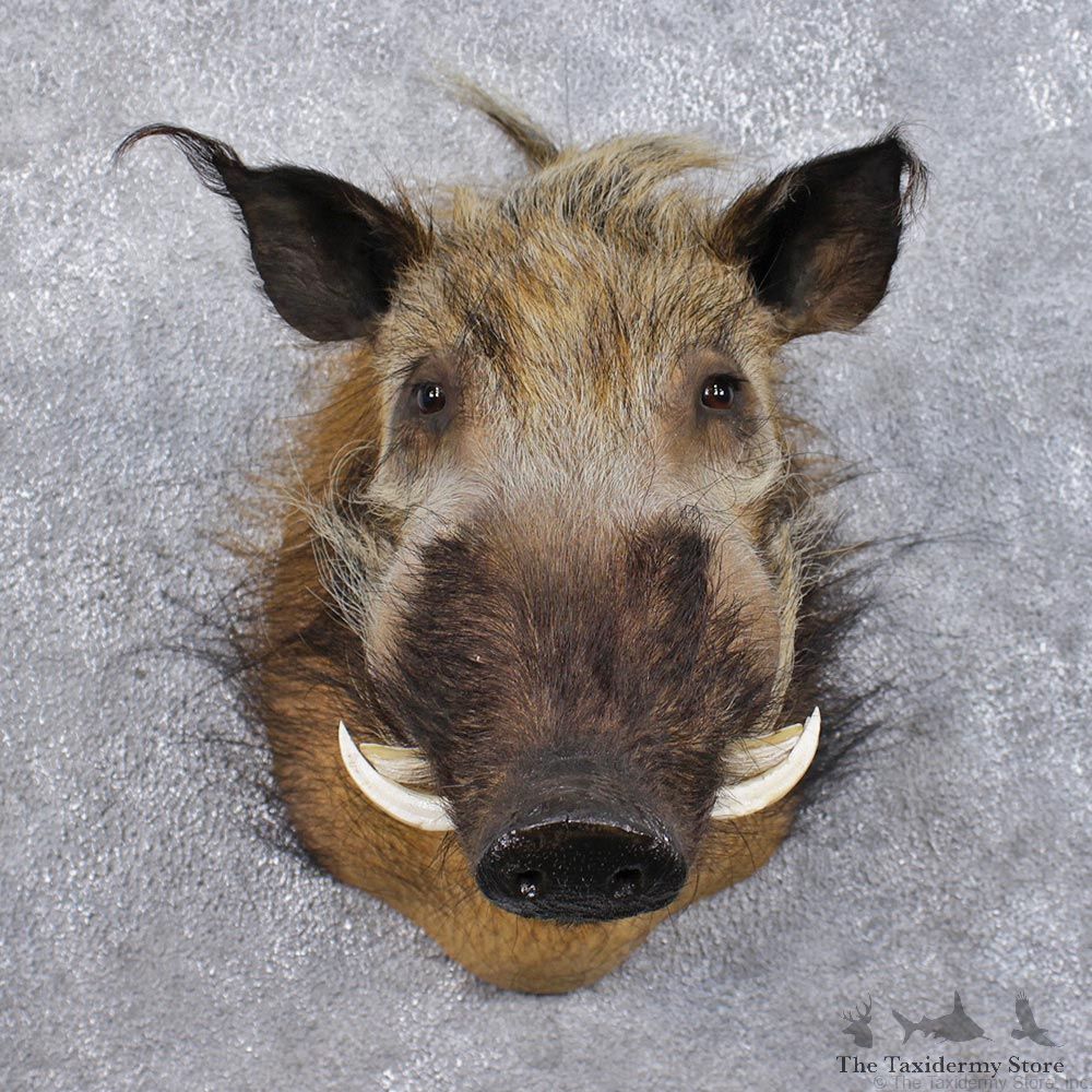 African Bushpig Shoulder Taxidermy Head Mount #12485 For Sale @ The Taxidermy Store