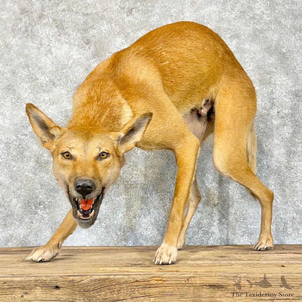 Dingo Life-Size Mount For Sale #28802 @ The Taxidermy Store