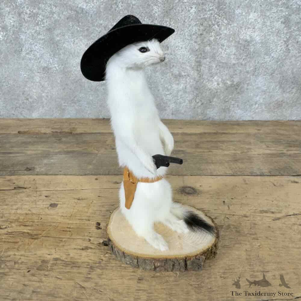 Cowboy Ermine Novelty Mount For Sale #30612 @ The Taxidermy Store