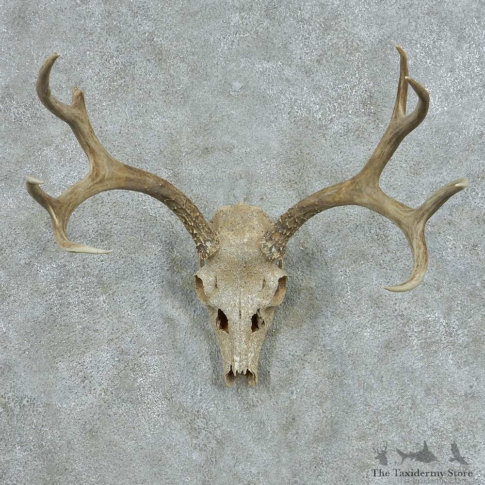 Mule Deer Skull Antlers European Mount #13654 For Sale @ The Taxidermy Store