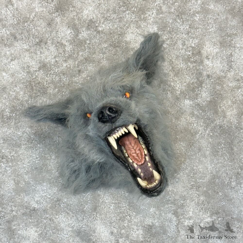 Reproduction Werewolf Shoulder Mount For Sale #29166 @ The Taxidermy Store