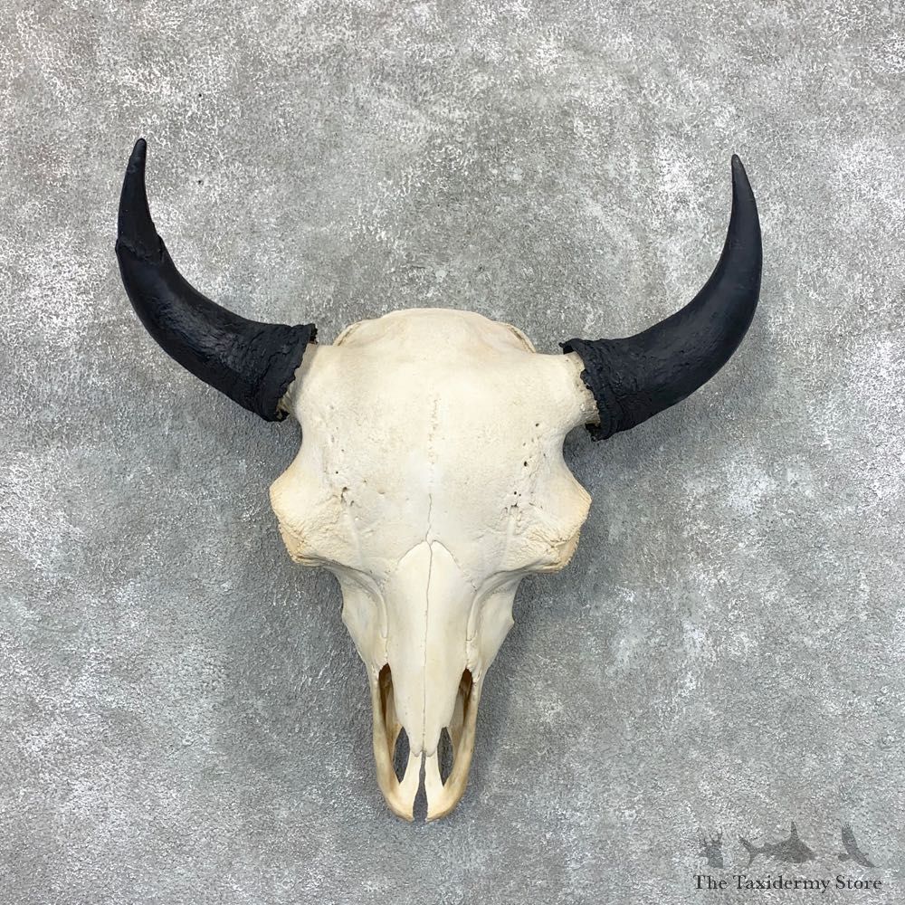 Buffalo Bison Skull Mount For Sale #22659 @ The Taxidermy Store