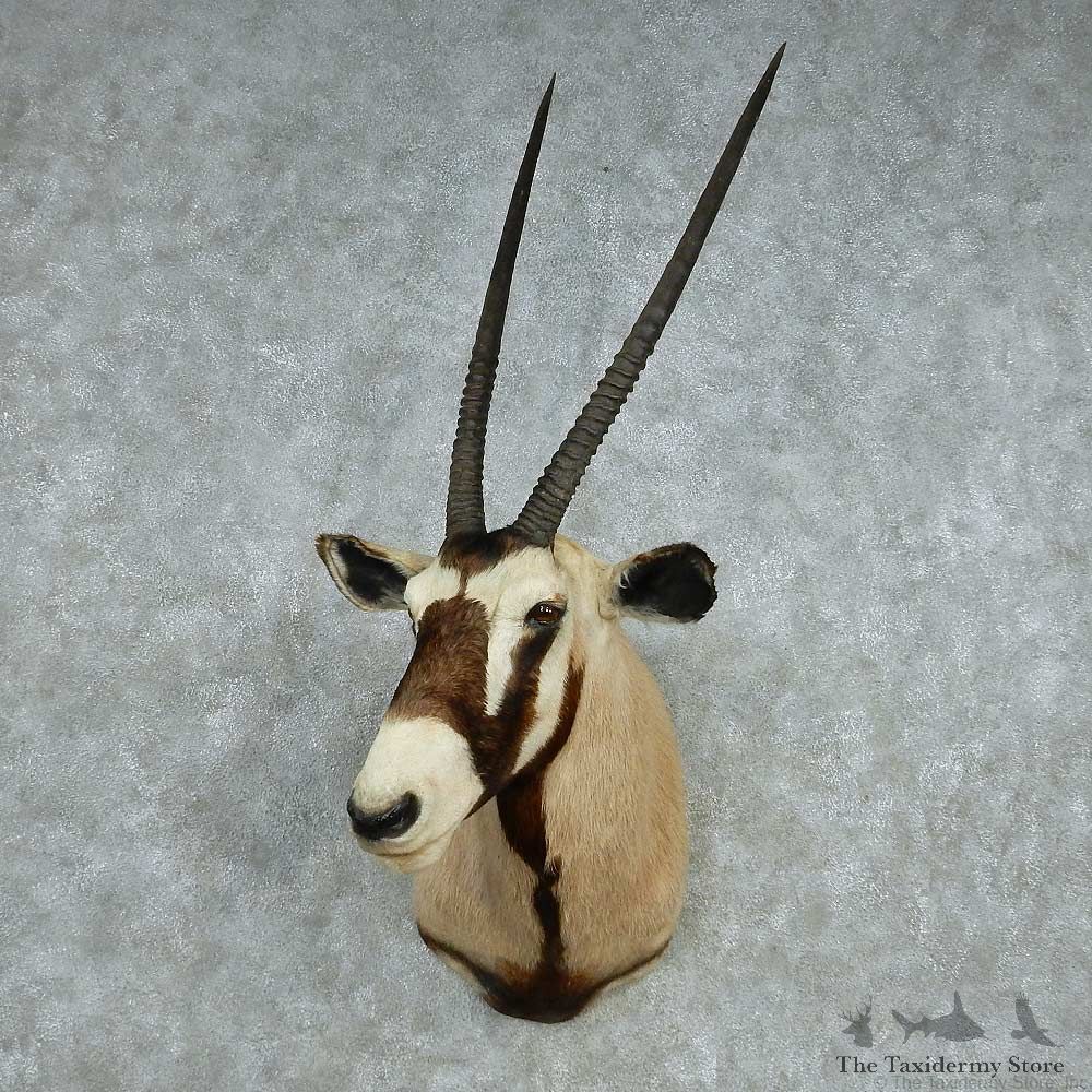African Gemsbok Shoulder Mount #13634 For Sale @ The Taxidermy Store