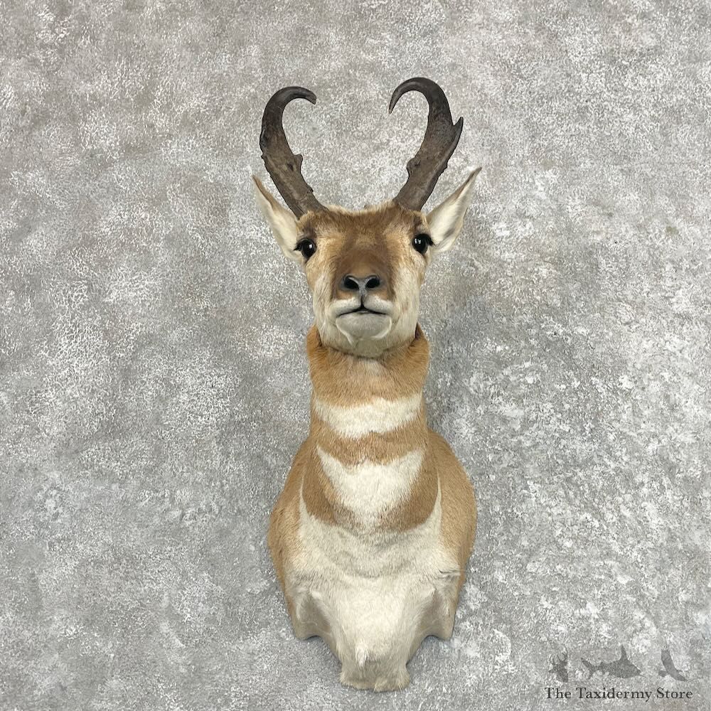 Pronghorn Taxidermy Shoulder Mount For Sale #27630 @ The Taxidermy Store