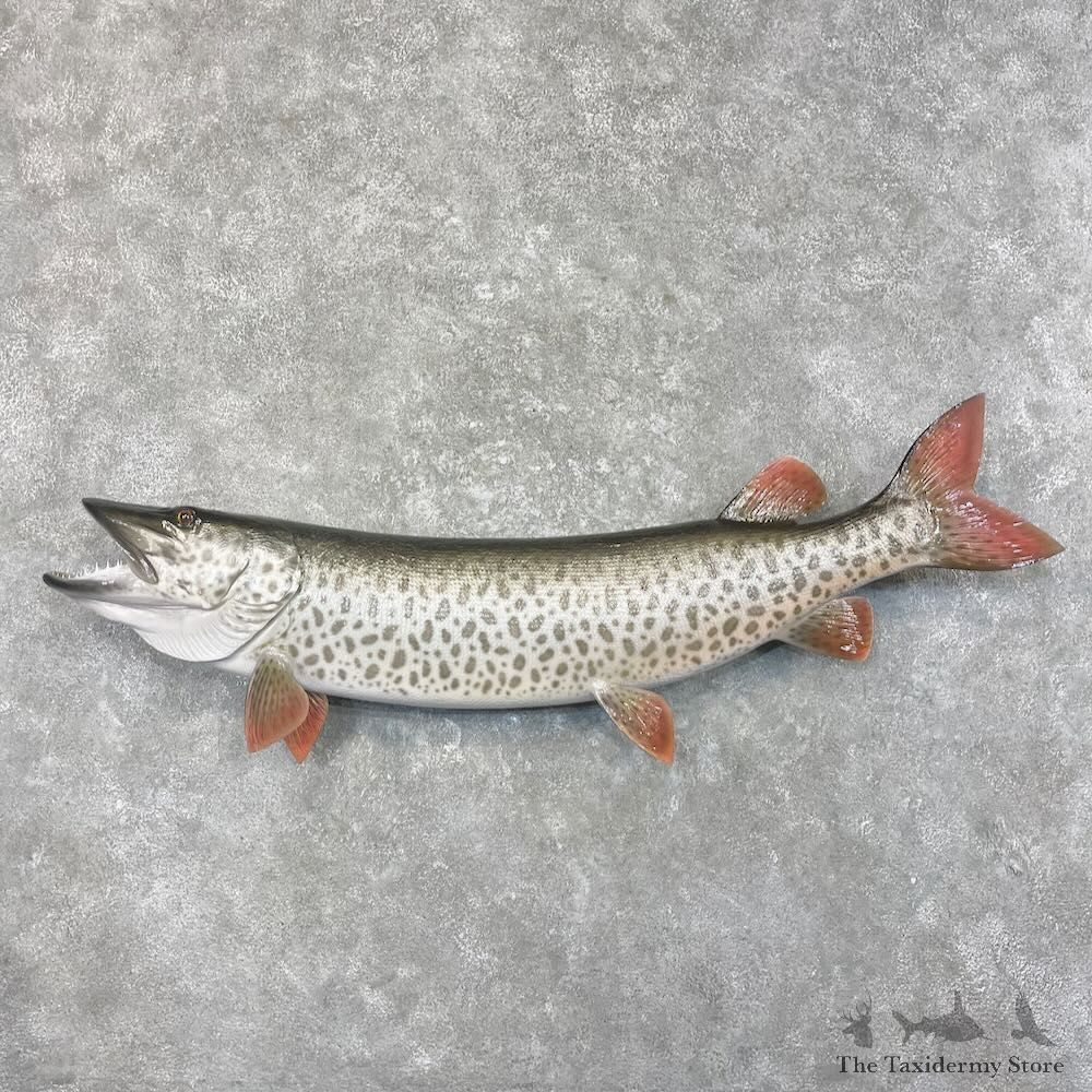 Reproduction Muskellunge Fish Mount For Sale #27674 @ The Taxidermy Store