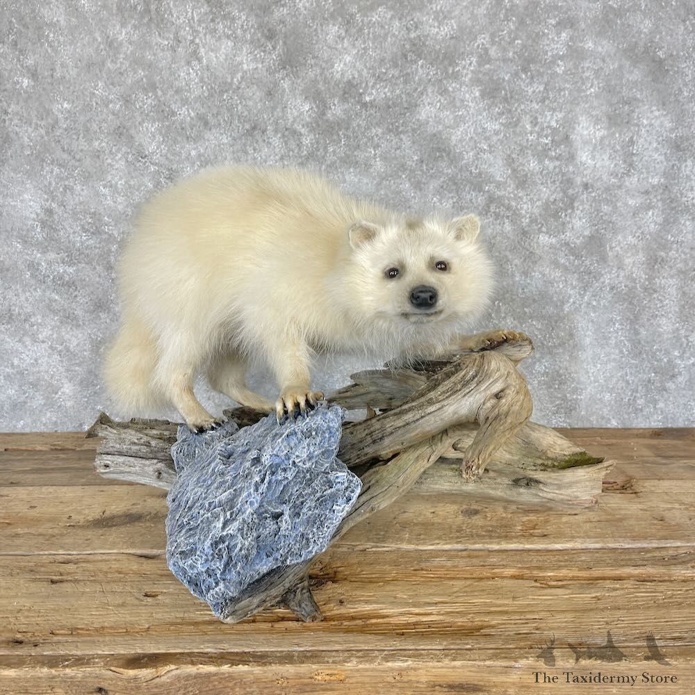 White Raccoon Life-Size Mount For Sale #28248 @ The Taxidermy Store