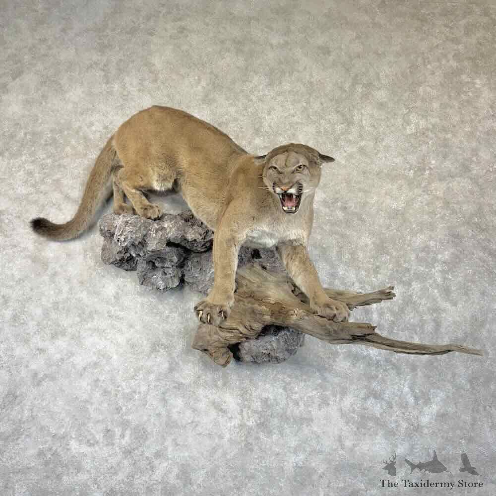 Mountain Lion Cougar Life-Size Mount For Sale #30762 @ The Taxidermy Store