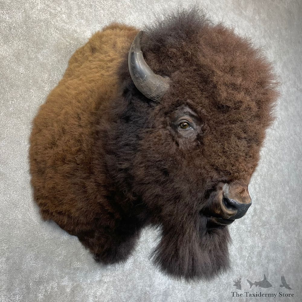 American Bison Shoulder Mount For Sale #24225 @ The Taxidermy Store