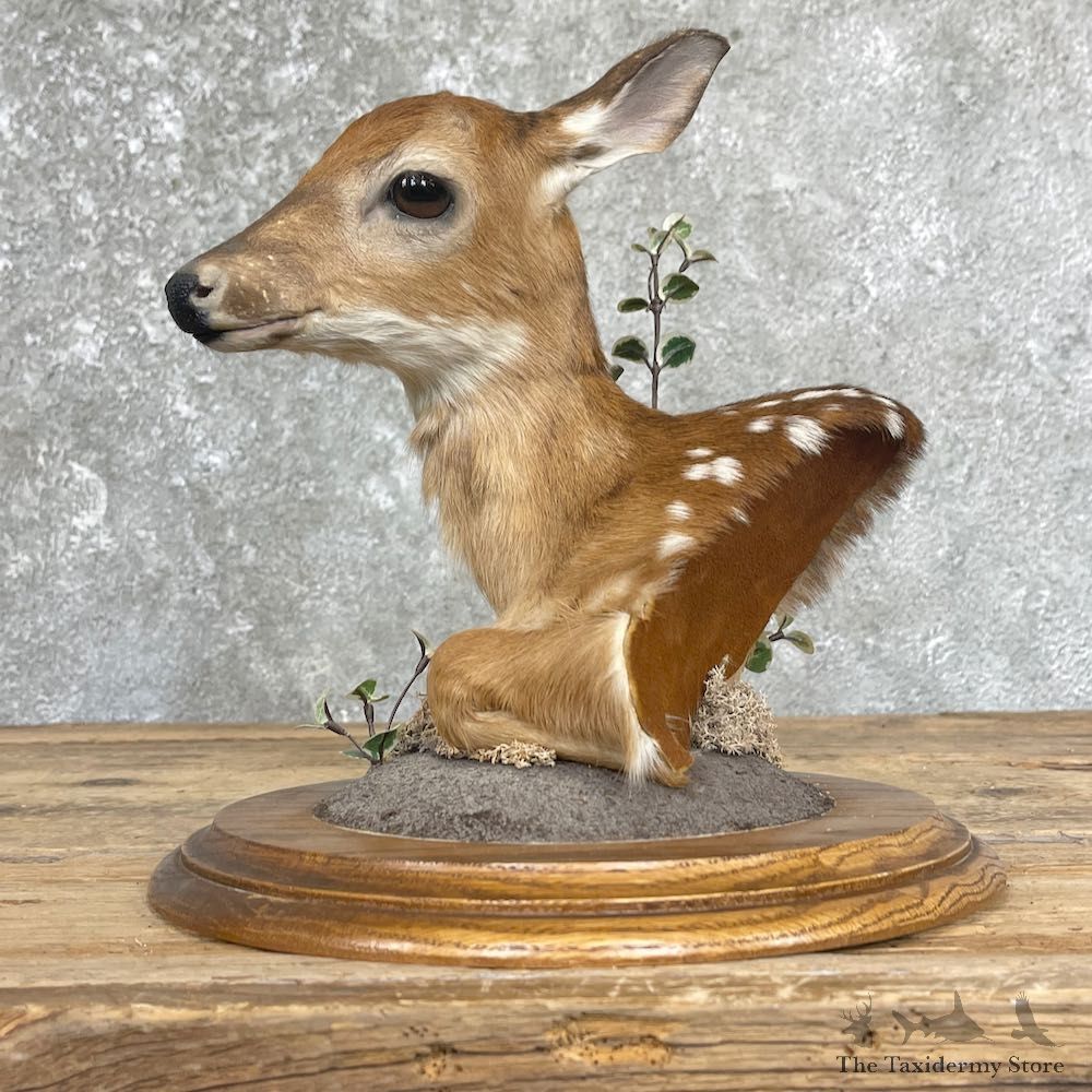 Fawn Pedestal Bust Mount For Sale #26358 @ The Taxidermy Store