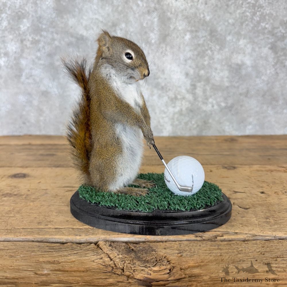 Golfing Squirrel Novelty Mount For Sale #29943 @ The Taxidermy Store