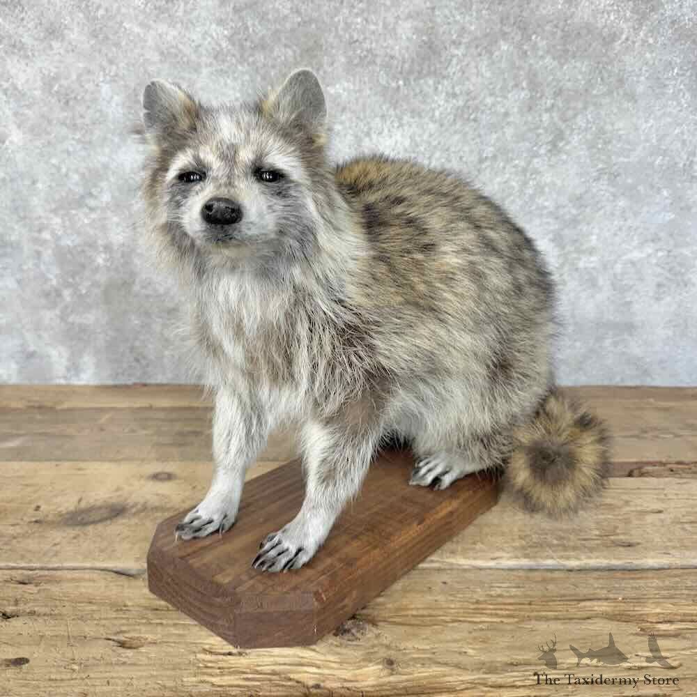 Raccoon Life-Size Mount For Sale #30540 @ The Taxidermy Store