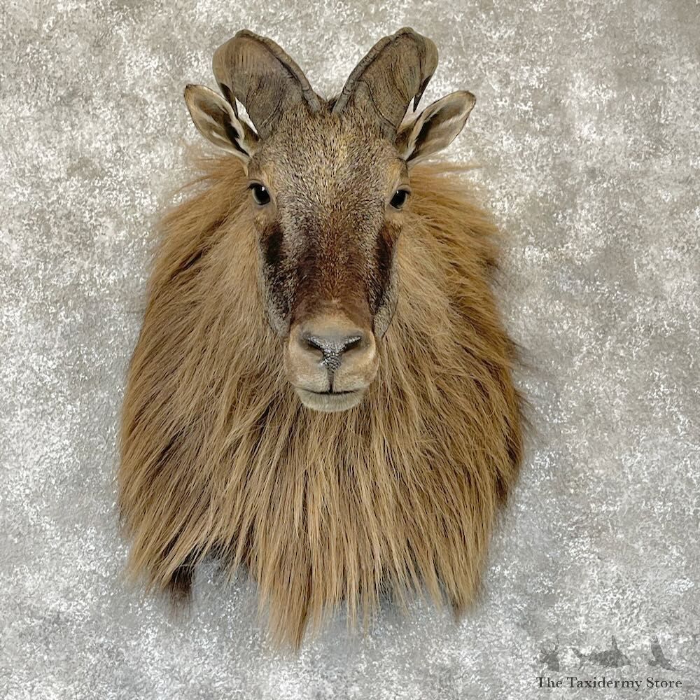 Himalayan Tahr Shoulder Mount For Sale #28178 @ The Taxidermy Store